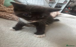 Mixed Breed cats for sale: two mixed breed black and white kittens  - Image 2