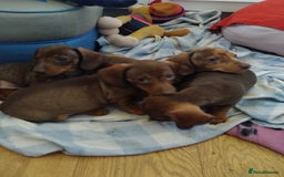 Dachshund dogs for sale: 4 lovely little sausage dogs  - Image 3