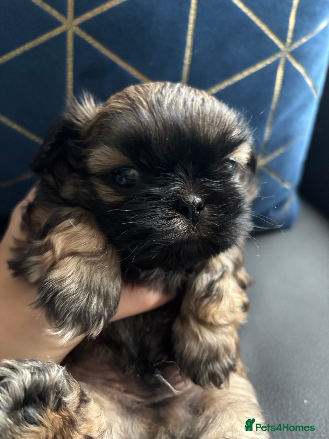 Shih Tzu dogs for sale: 💖 Imperial Shih Tzu Puppies 2 boys and 2 girls - Advert 16