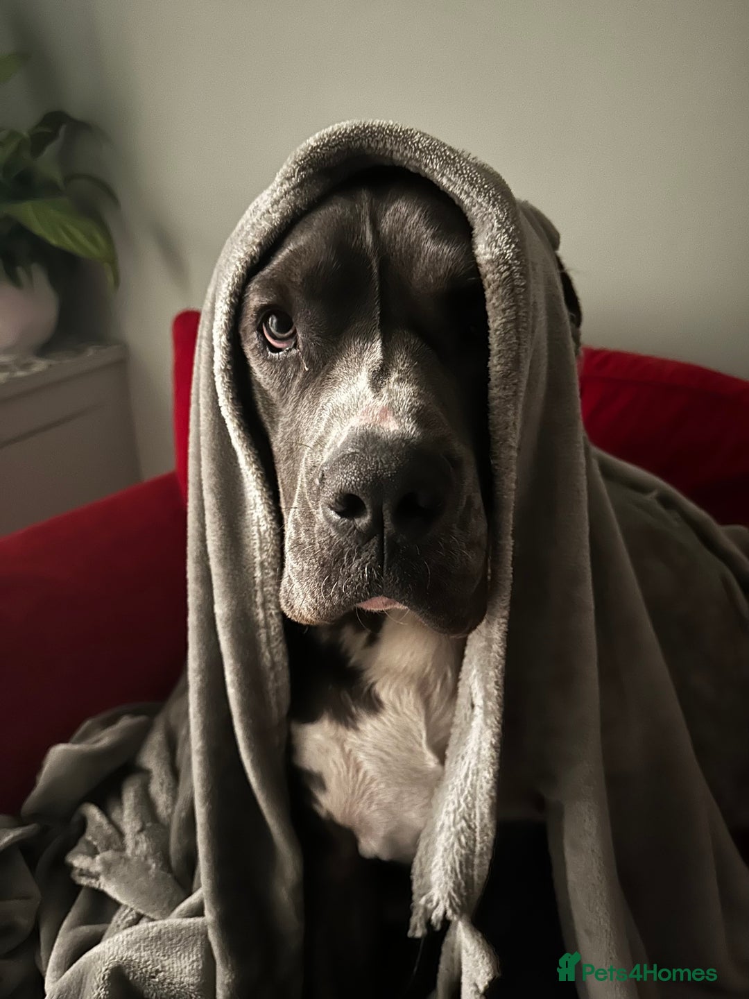 Mastiff dogs for sale: Mastiff dog ( Buddy )  - Advert 12