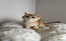 British Shorthair cats for sale: British Shorthair Golden Lilac kittens  - Image 22