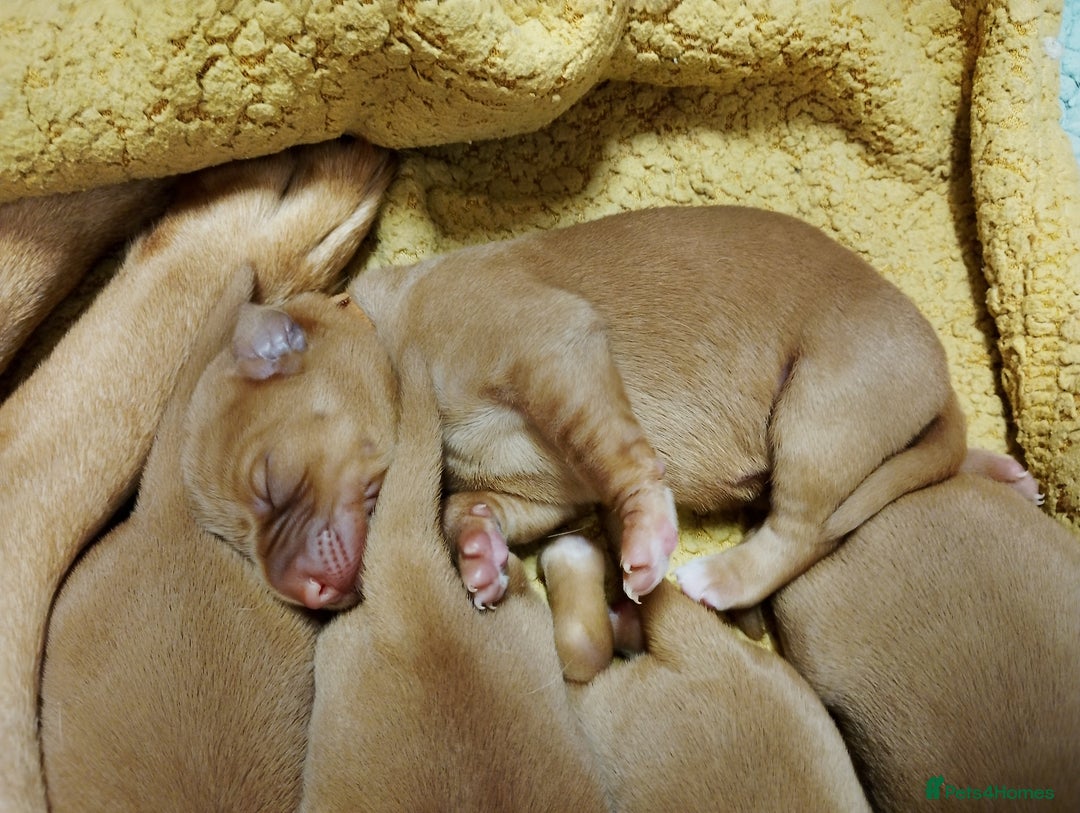 Labrador Retriever dogs for sale: KC Fox Red Labrador Pups *Ready for home 20/12/25* - Image 12