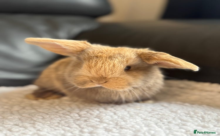 Mini Lop rabbits Outstanding mini lop litter - Advert 4