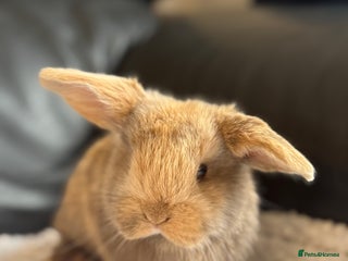 Mini Lop rabbits Outstanding mini lop litter - Advert 4