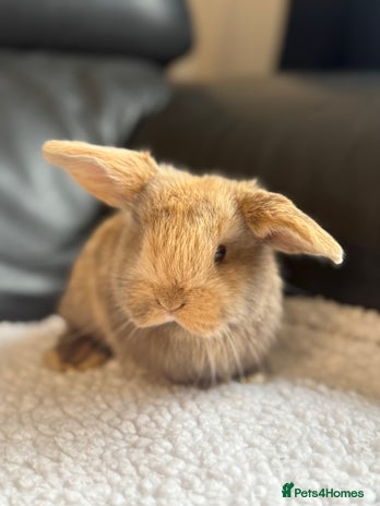 Mini Lop rabbits Outstanding mini lop litter - Advert 1