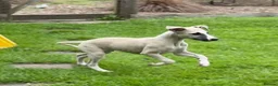 Whippet dogs for sale: Beautiful KC Whippet boy Puppy  - Advert 11