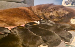 Mixed Breed dogs for sale: Newfoundland X Bernese Mountain Dog Puppies  - Image 8