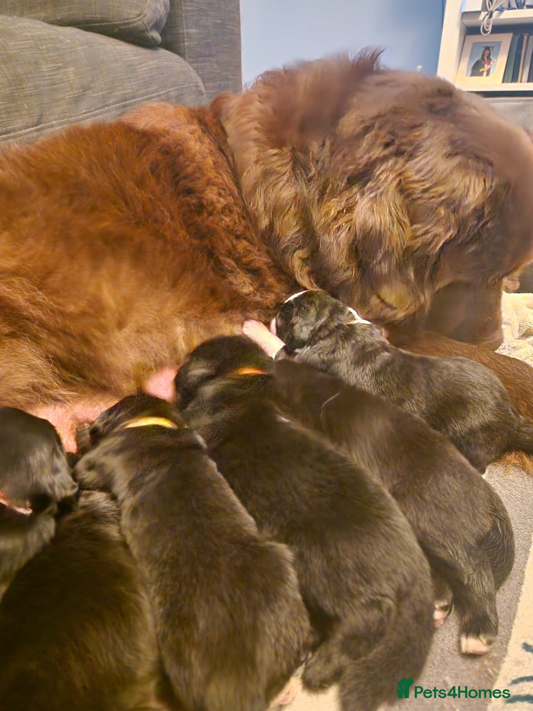 Mixed Breed dogs for sale: Newfoundland X Bernese Mountain Dog Puppies  - Image 8