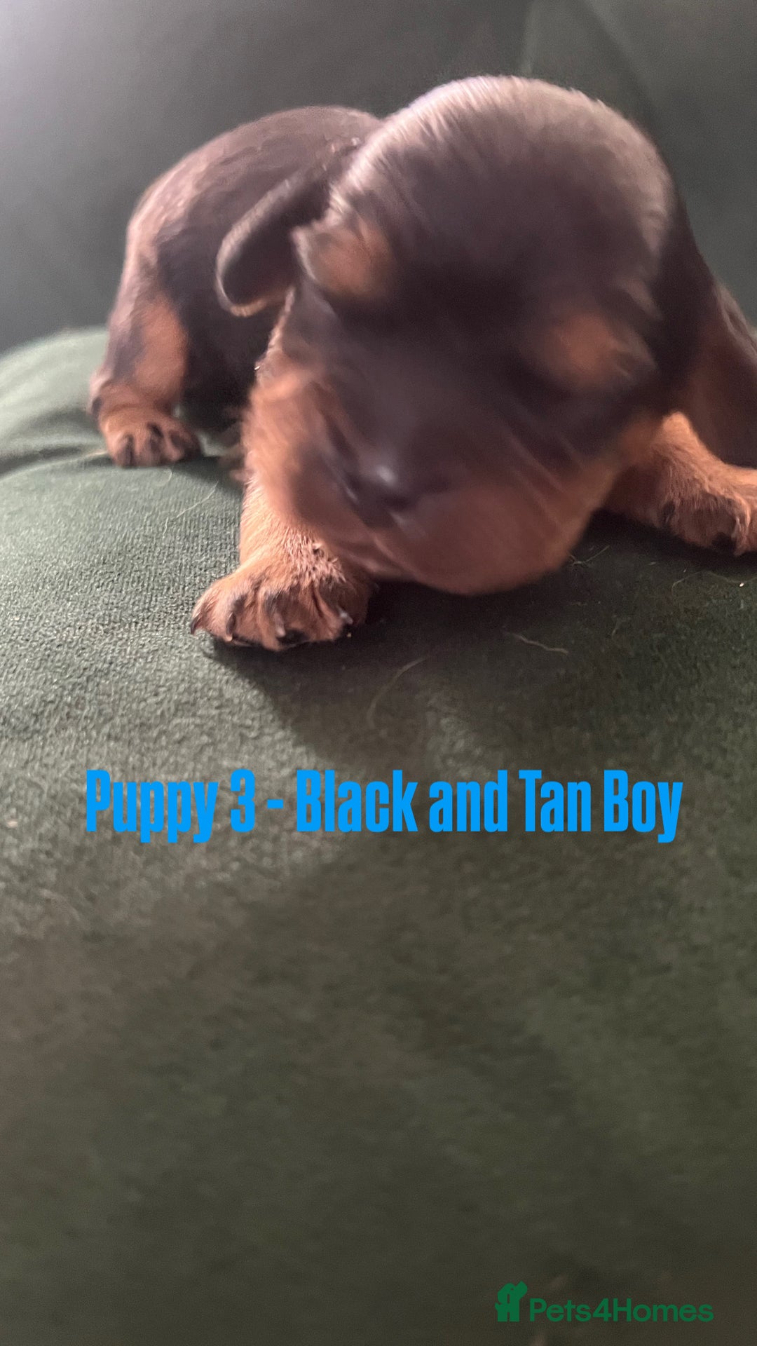 Cavalier King Charles Spaniel dogs for sale: Beautiful KC Registered Cavalier King Charles Pups - Advert 9