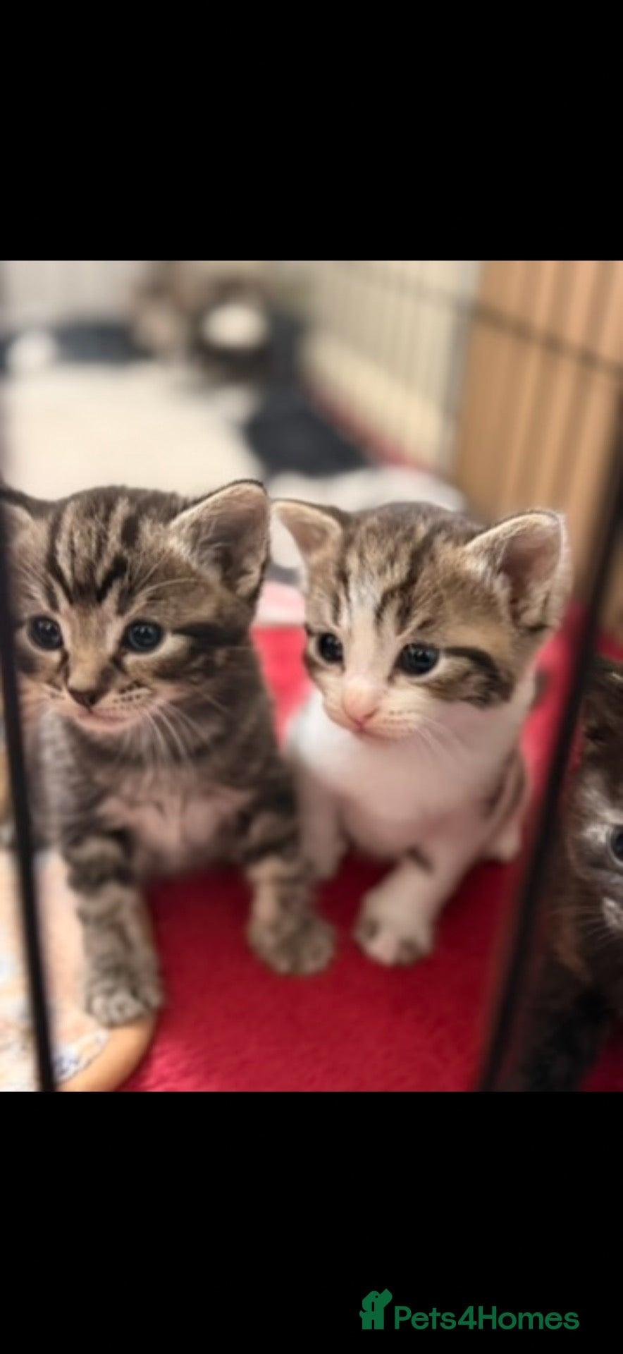 Mixed Breed cats 5 beautiful kittens  - Advert 1