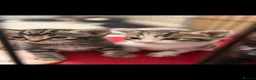 Mixed Breed cats for sale: 5 beautiful kittens  - Advert 1