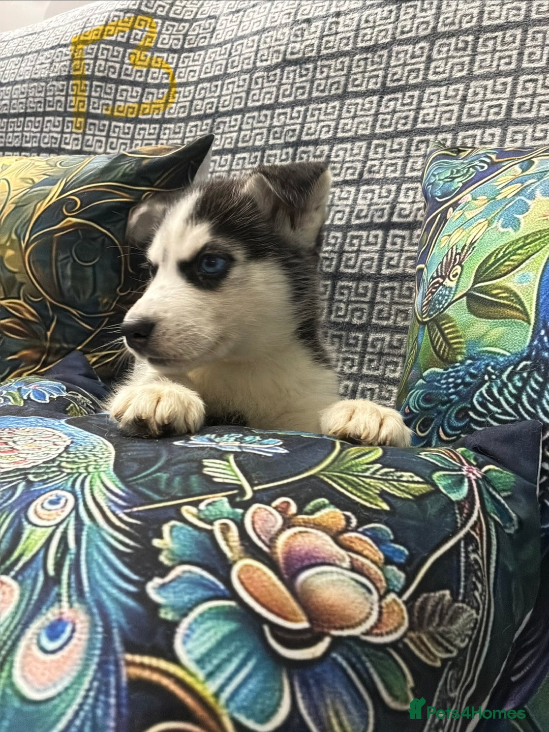 Siberian Husky dogs for sale: Pure Siberian huskies  - Advert 15