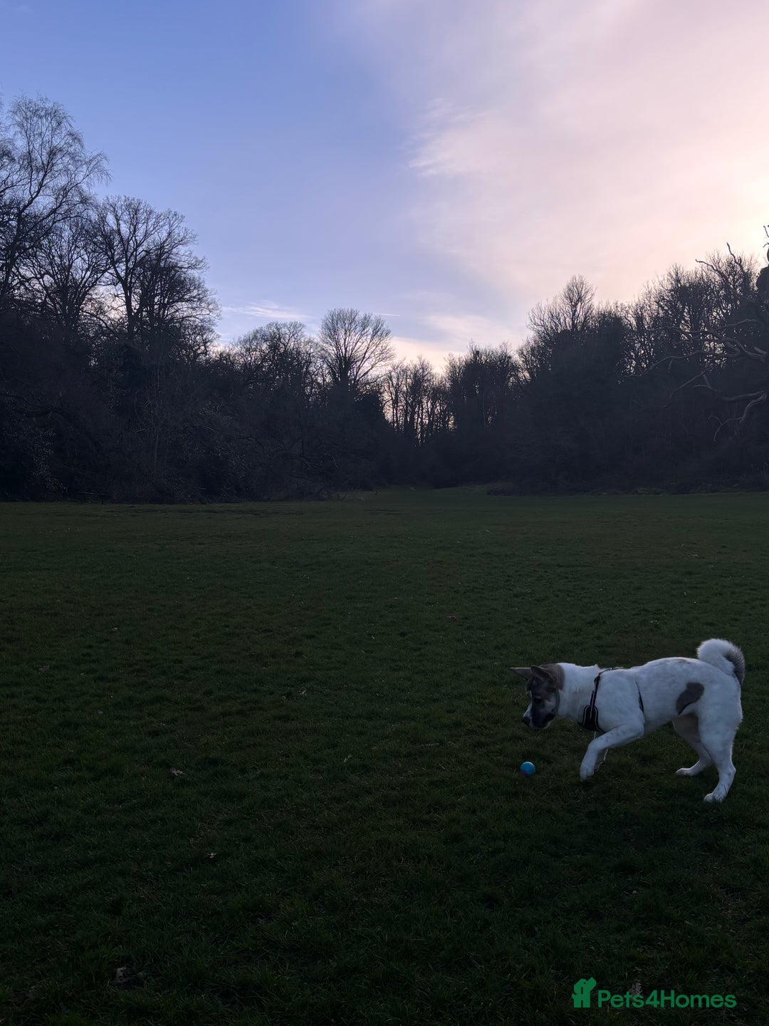 Akita dogs for sale: Rehoming Daisy Open To Offers  in Belvedere - Image 3