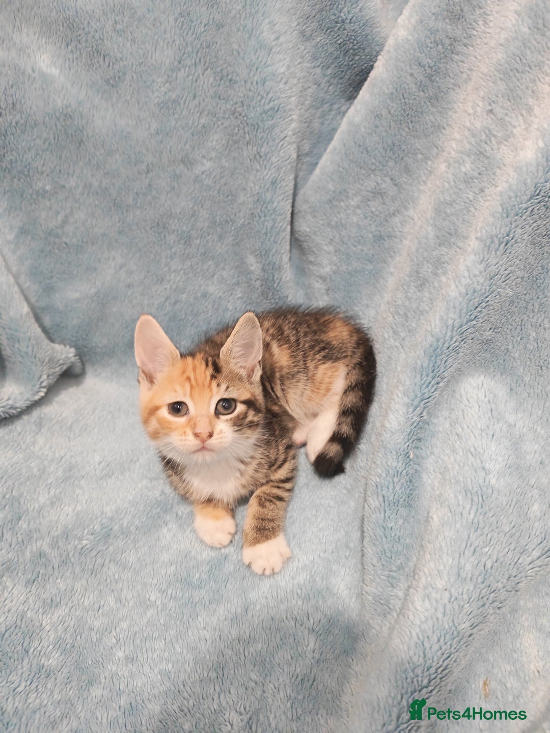 Mixed Breed cats for sale: Beautiful kittens VIDEOS - Advert 20