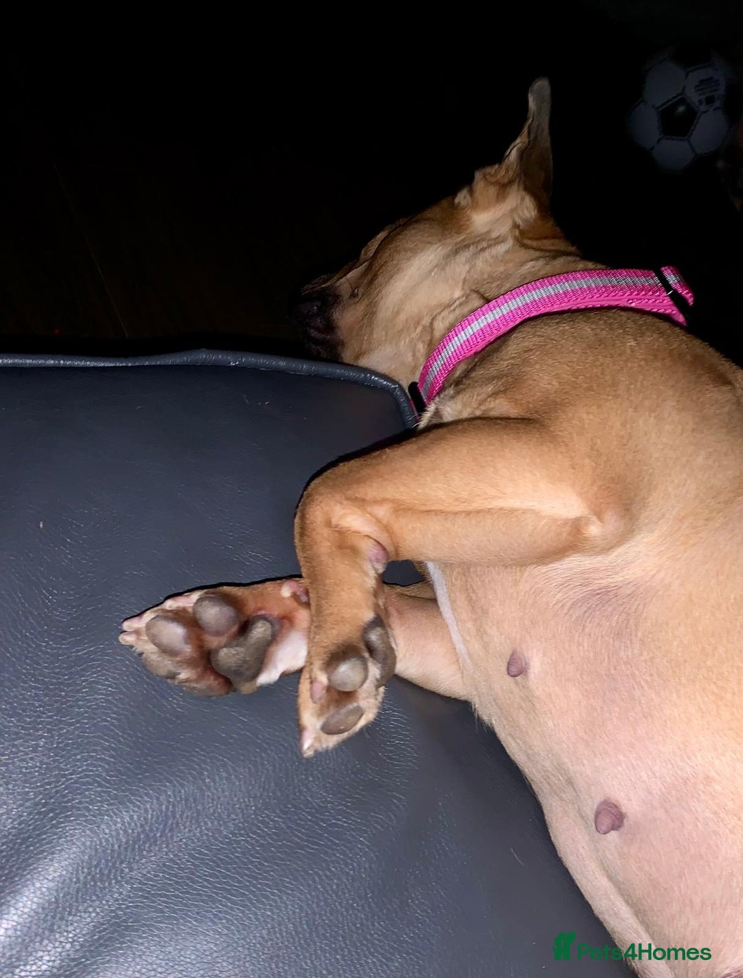 French Bulldog dogs for adoption: ❤️DORIS-LITTLE FRENCHIE GIRL WITH BIG PERSONALITY - Advert 2