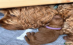Cockapoo dogs for sale: Cockapoo Puppies, Ready for New Homes End of Sept - Image 6