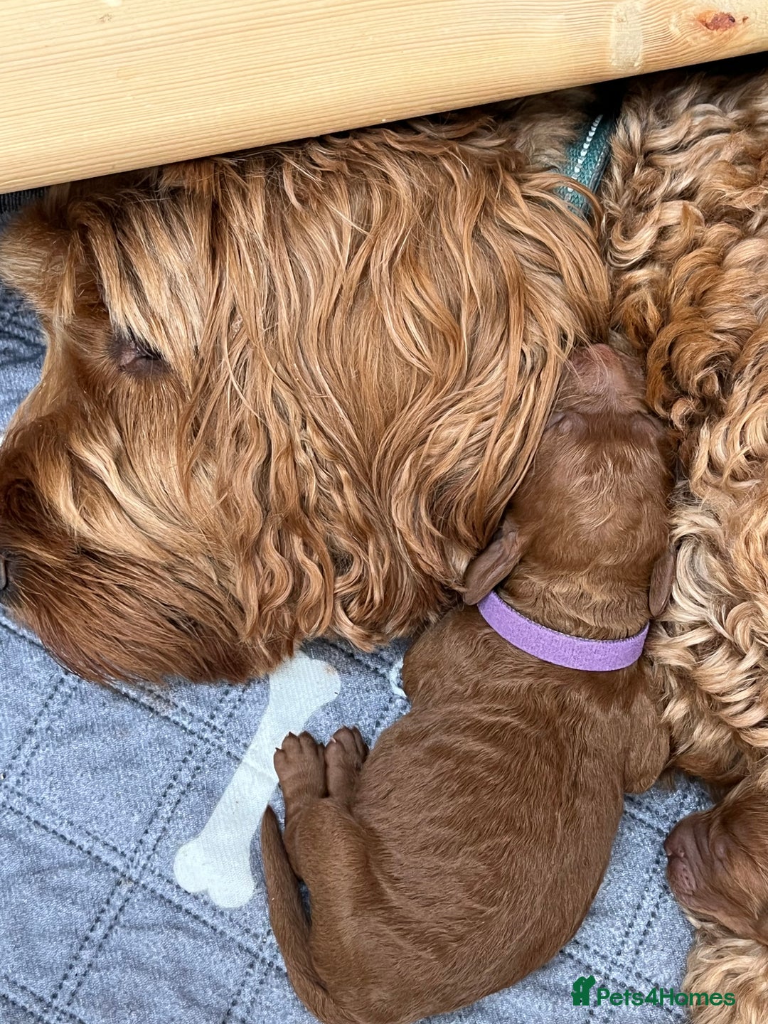 Cockapoo dogs for sale: Cockapoo Puppies, Ready for New Homes End of Sept - Image 6