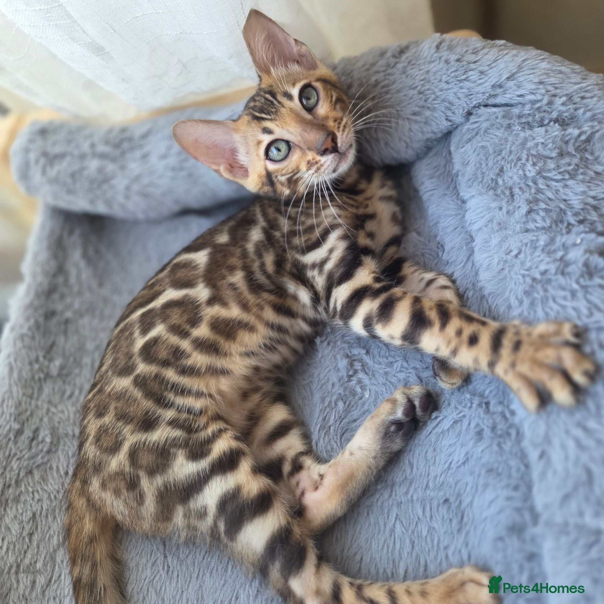 Bengal cats Ready now - pure Bengal TICA registered. - Advert 4