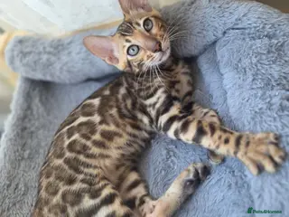 Bengal cats Ready now - pure Bengal TICA registered. - Advert 4