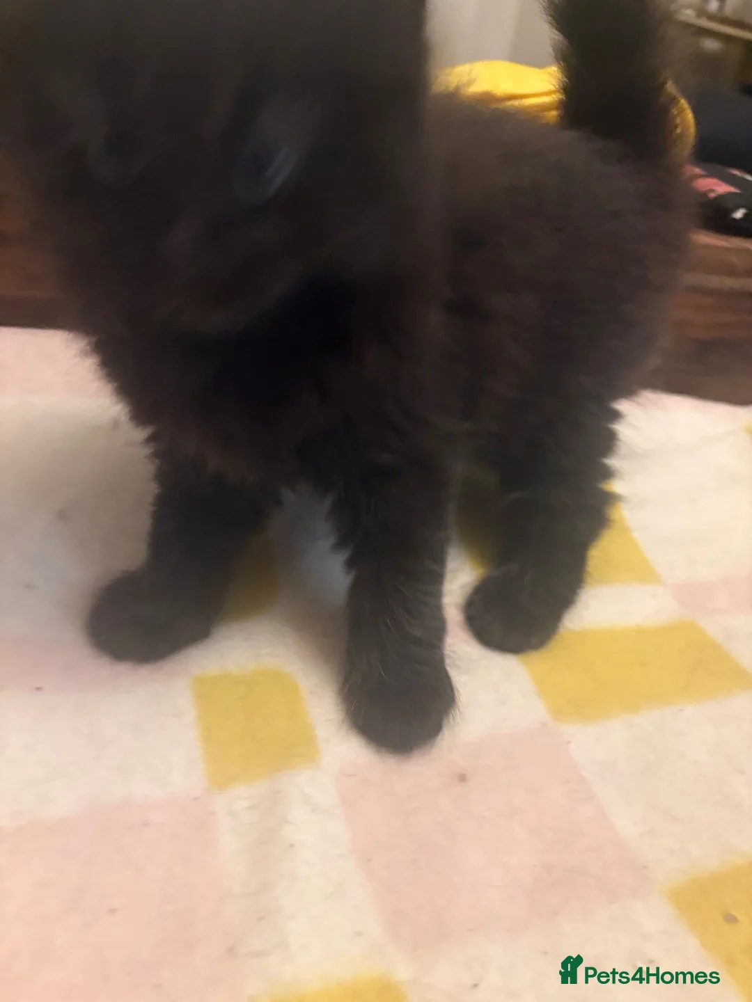Mixed Breed cats for sale: Mixed breed kittens  - Advert 8