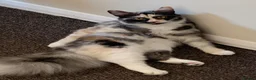Mixed Breed cats for sale: Female Tortie Rehome - Advert 7