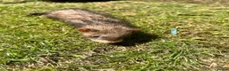 Ferret rodents for sale: Baby Ferret - Advert 5