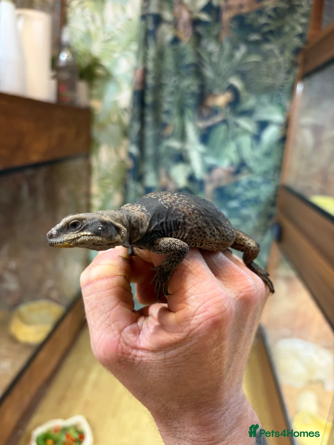 Lizard reptiles for sale: Chuckwalla in Bexhill-on-Sea - Advert 6