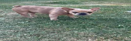 French Bulldog dogs for sale: 2 gorgeous French bulldog puppies *REDUCED* - Advert 13