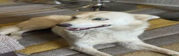 Mixed Breed dogs for adoption: Sweet Rita Needs Love  - Advert 8