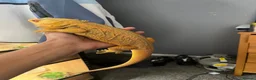 Bearded Dragon reptiles for sale: Yellow hypo bearded dragon  - Advert 2