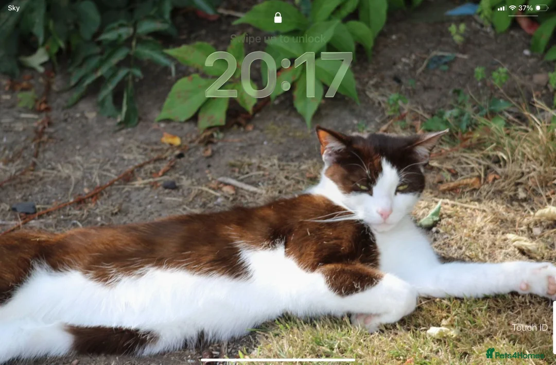 Mixed Breed cats for stud: Cat his name is Paul - Advert 1