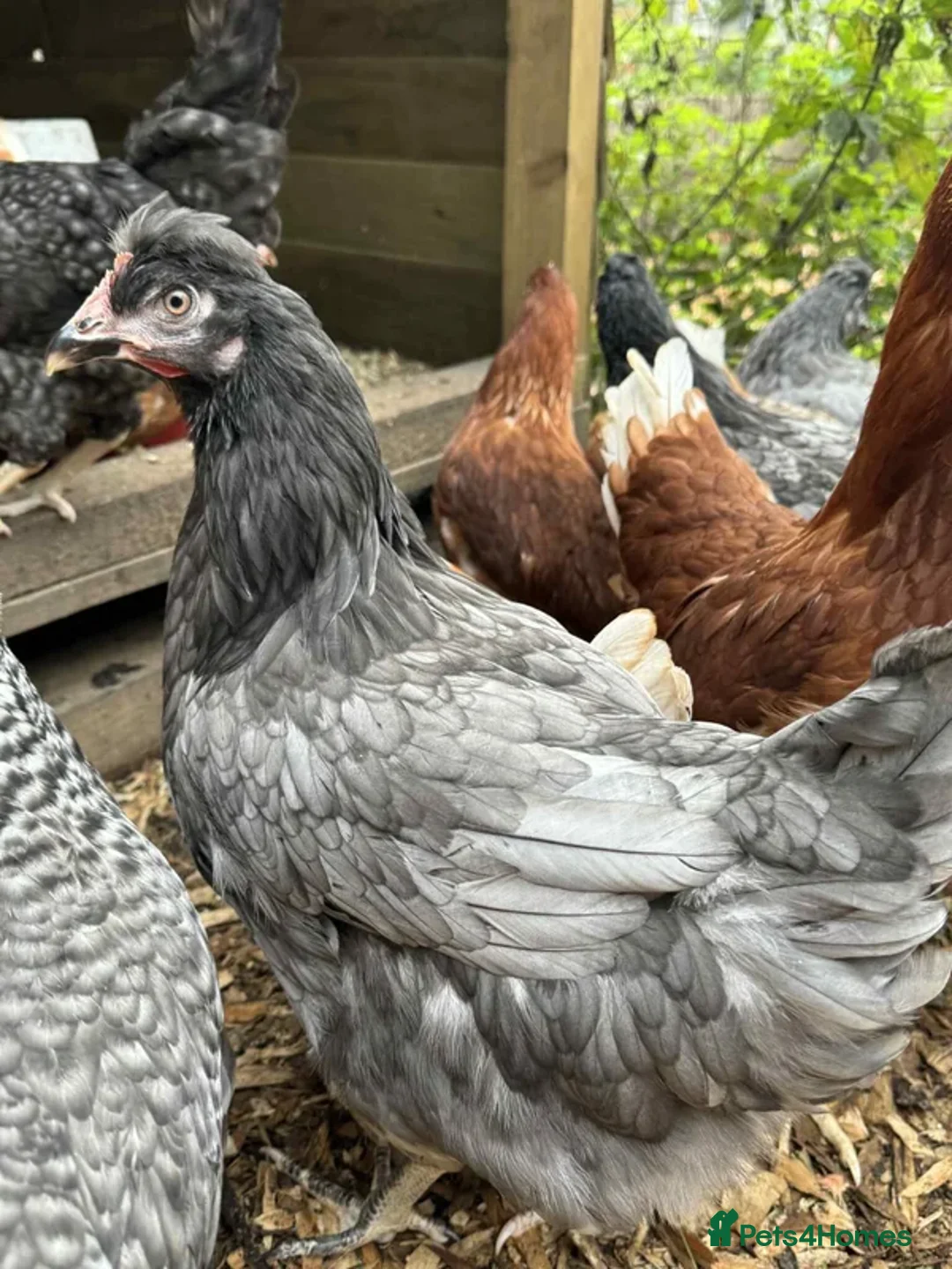 Mixed Breed poultry for sale: Point of Lay Hybrid Hens – Fully Vaccinated in Cinderford - Advert 1