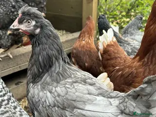 Mixed Breed poultry Point of Lay Hybrid Hens – Fully Vaccinated in Cinderford - Advert 1
