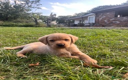 Labrador Retriever dogs for sale: Stunning Labrador puppies - Image 2
