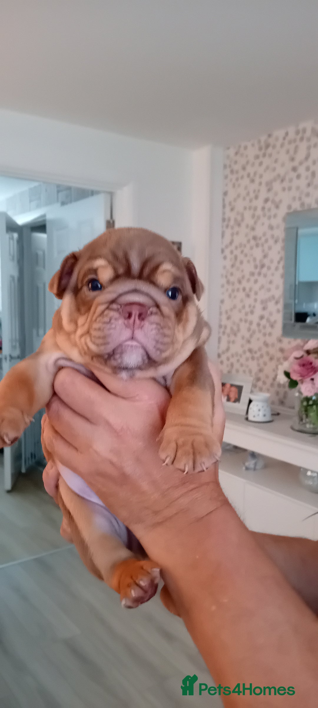 English Bulldog dogs for sale: Forever homes  - Image 10