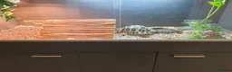 Hermann Tortoise reptiles for sale: Hermann tortoise and vivarium for sale  in Abergele - Advert 5