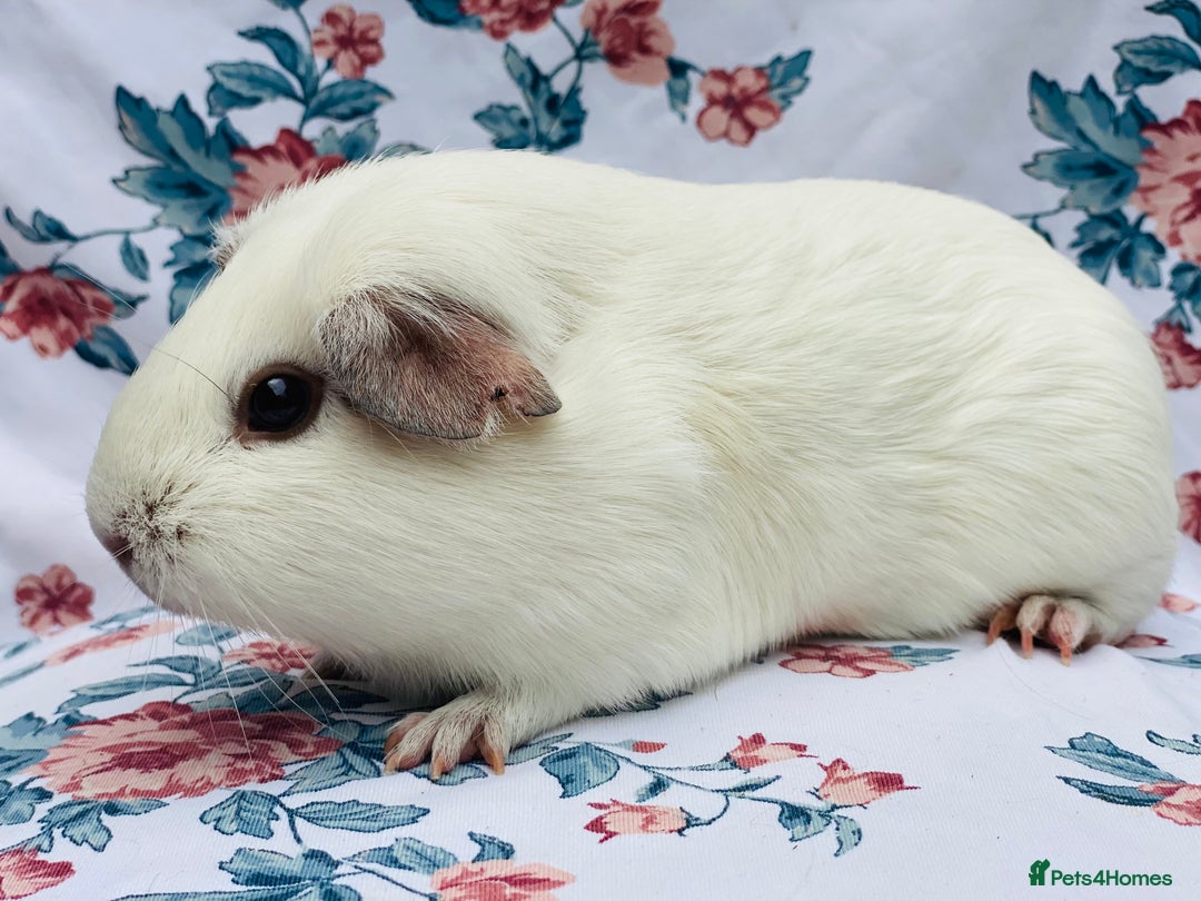 Guinea Pig rodents for sale: Female Guineapigs pair - Image 5
