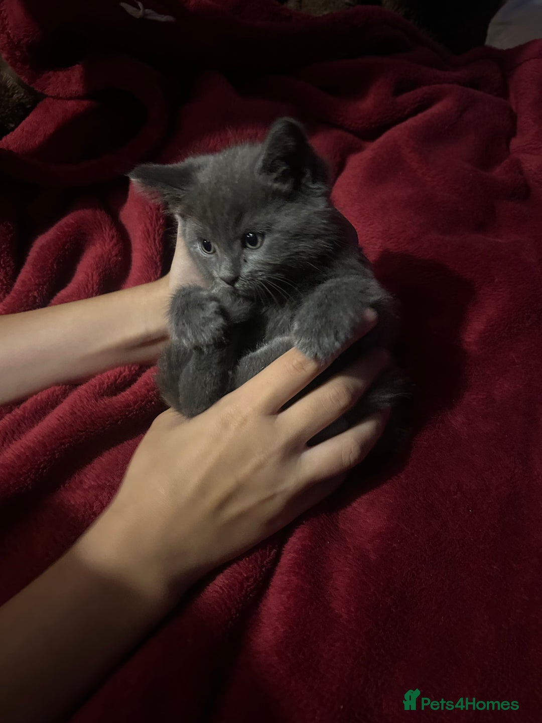Ragdoll cats for sale: 2 adorable 1/4 ragdoll kittens available  - Image 13