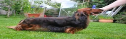Miniature Dachshund dogs for stud: Miniature Long Haired Dachshund Pra 1 Clear KC reg in Peterborough - Advert 5
