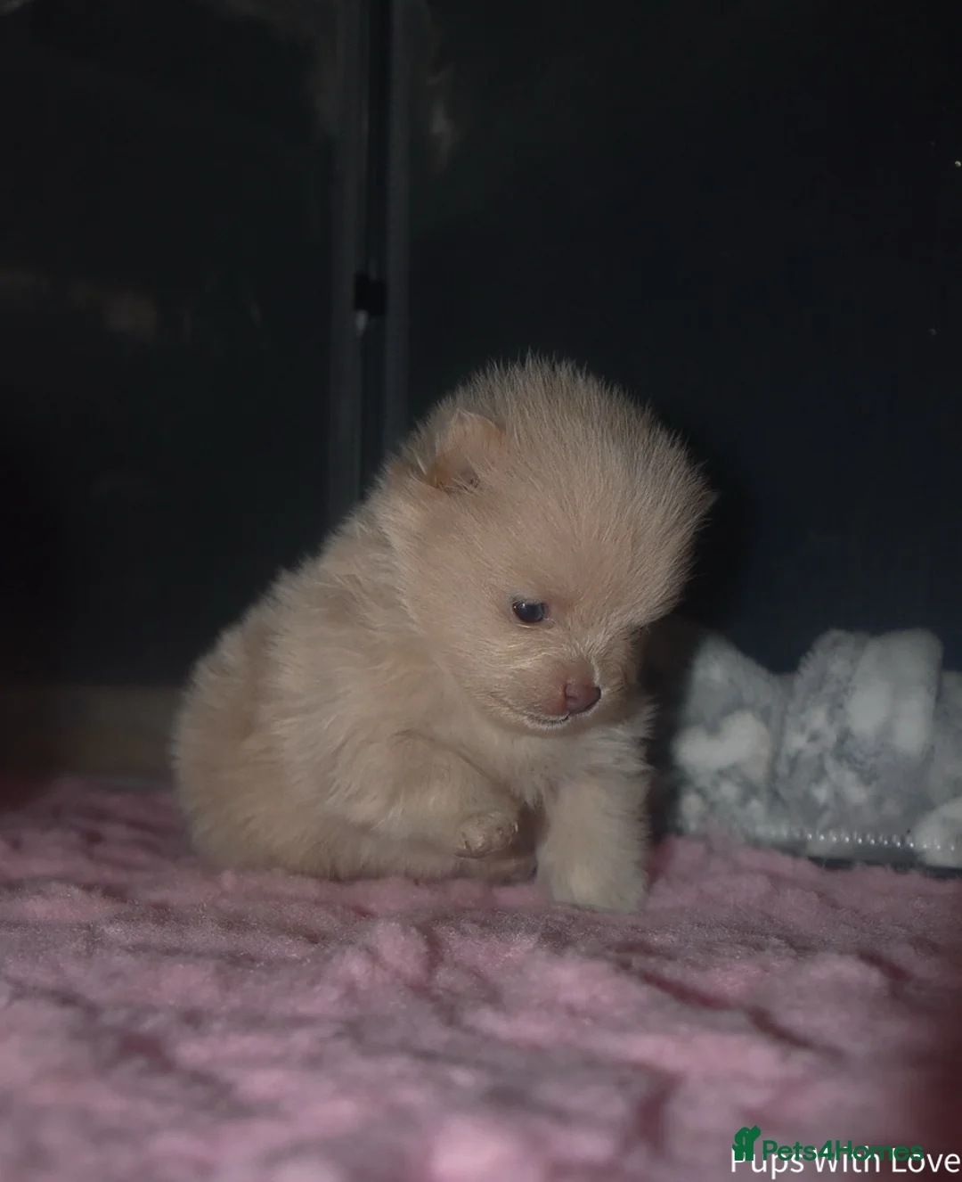 Pomeranian dogs for sale: Beautiful  **  Russian Girls  - Advert 3