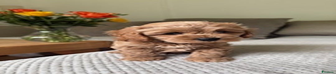 Cavapoo Puppy 1