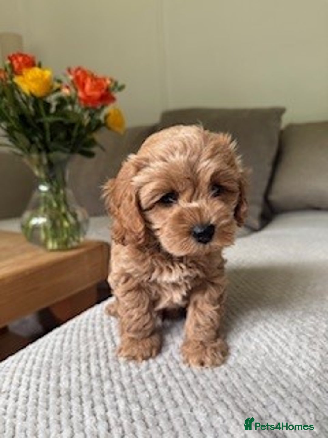 Cavapoo dogs for sale: Beautiful Litter Of F2b Cavapoos - Image 4