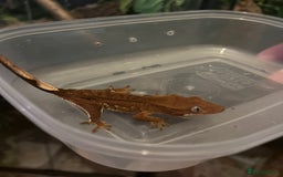 Gecko reptiles for sale: Crests geckos ford sale  - Image 12