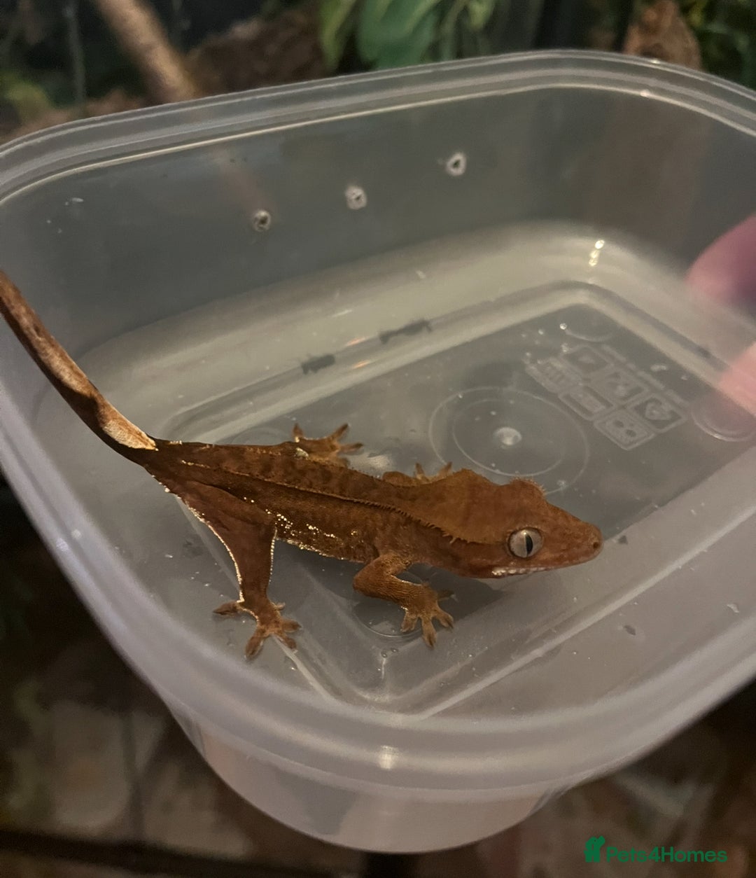 Gecko reptiles for sale: Crests geckos ford sale  - Image 12