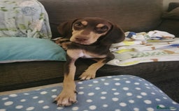 Mixed Breed dogs for adoption: Todd- chocolate pudding - Image 7