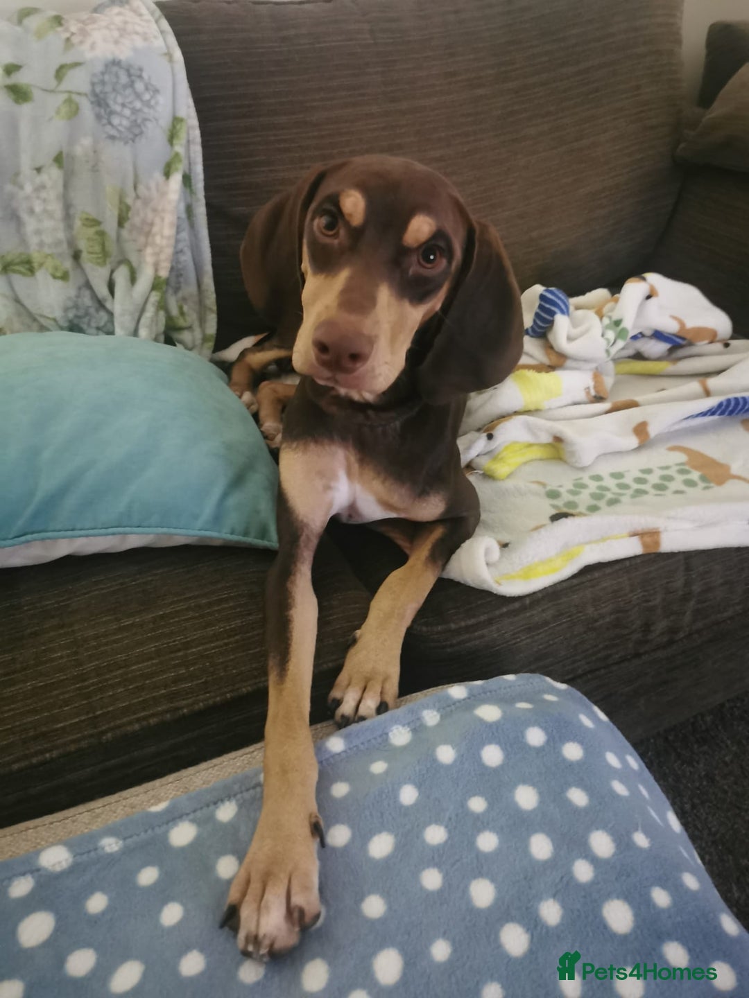 Mixed Breed dogs for adoption: Todd- chocolate pudding - Image 7