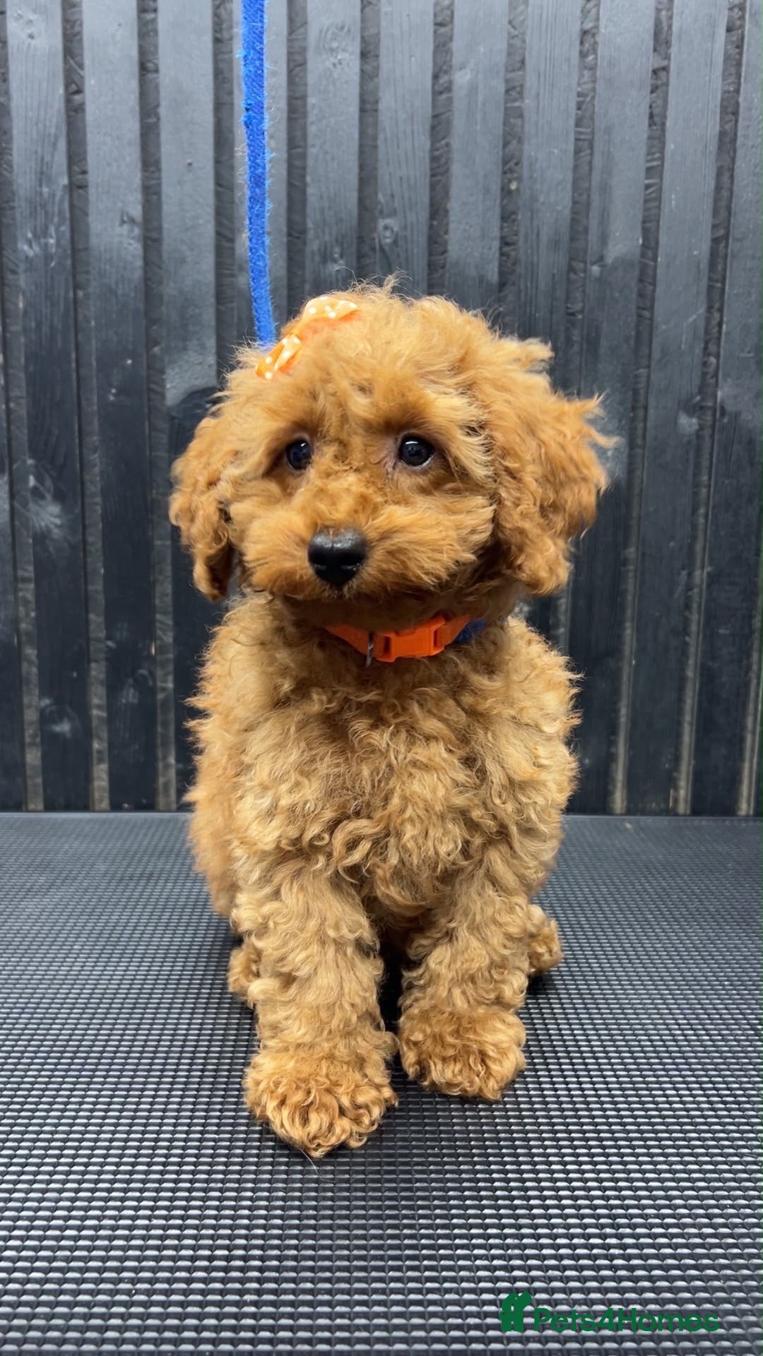 Cavapoo dogs RARE  **  CAVAPOOS dna tested parents  - Advert 16