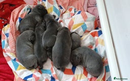 Mixed Breed dogs for sale: Pretty little girls  - Image 3