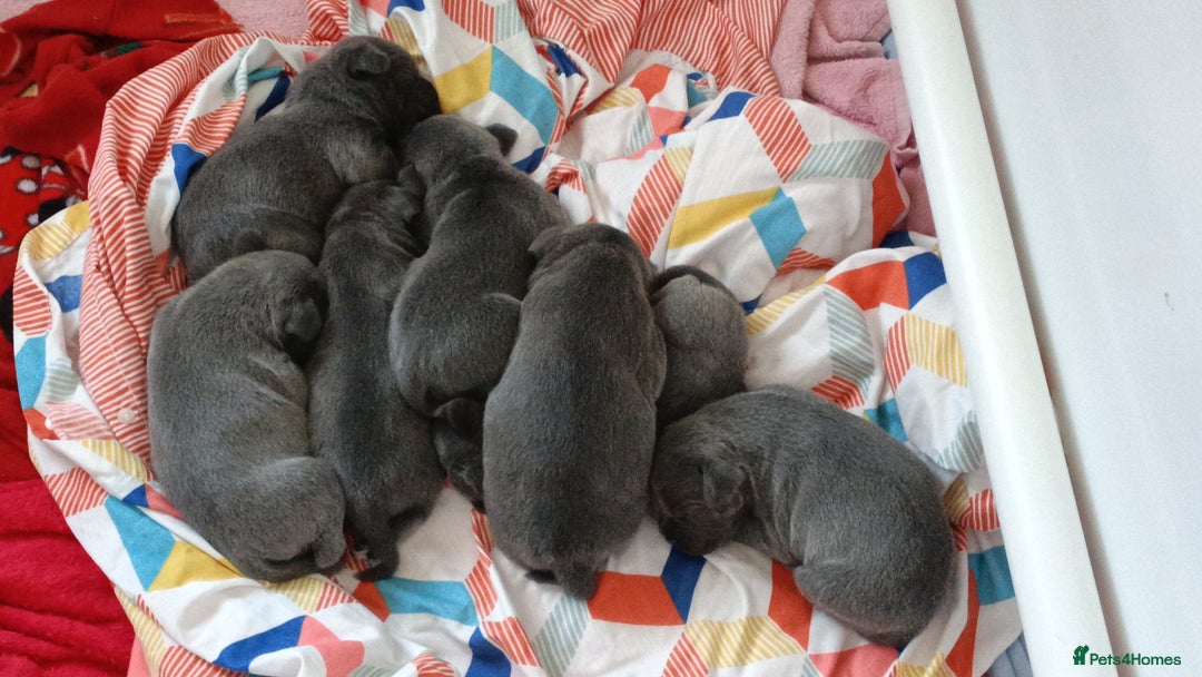 Mixed Breed dogs for sale: Pretty little girls  - Image 3