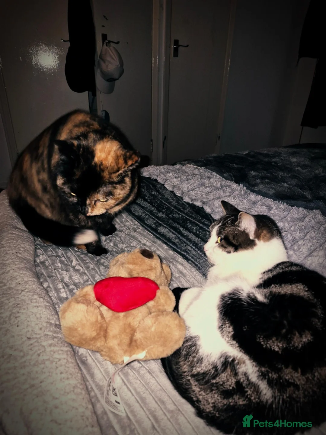 American Shorthair cats for sale: 2 indoor cats - Advert 10